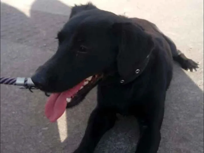 Cachorro ra a Vira lata idade 3 anos nome Pituca