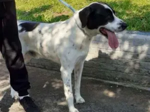 Cachorro raça srd idade 1 ano nome Scooby