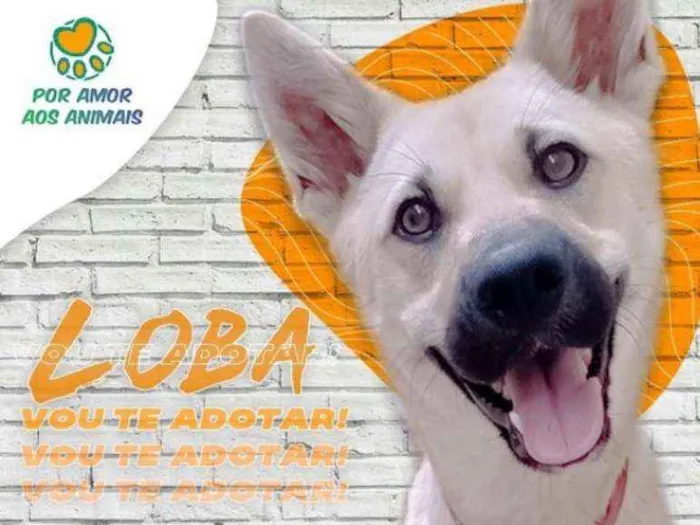 Cachorro ra a srd idade 1 ano nome LÔBA