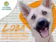 LÔBA