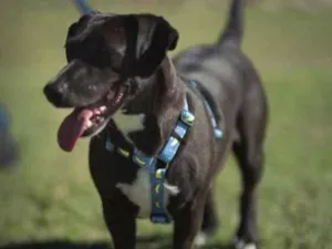 Cachorro raça Indefinida  idade 7 a 11 meses nome Chicão 