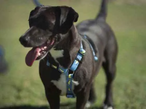 Cachorro ra a Indefinida  idade 7 a 11 meses nome Chicão 