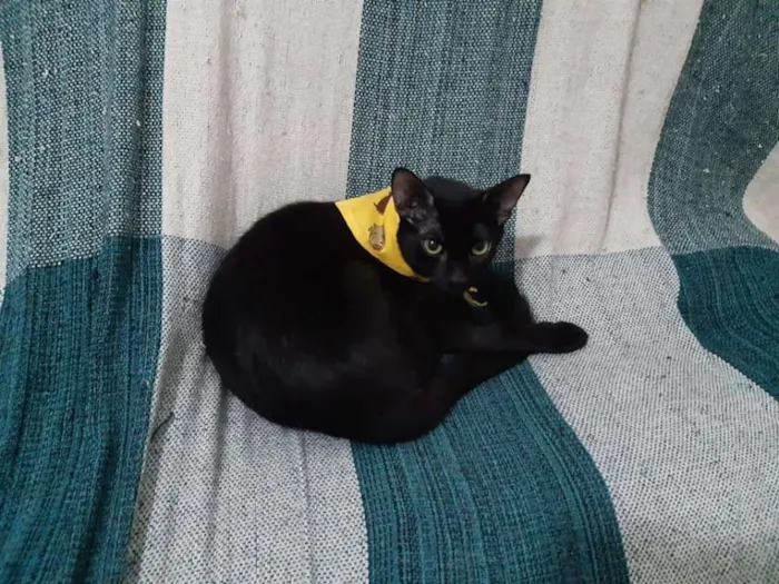 Gato ra a SRD idade 2 a 6 meses nome Gracinha