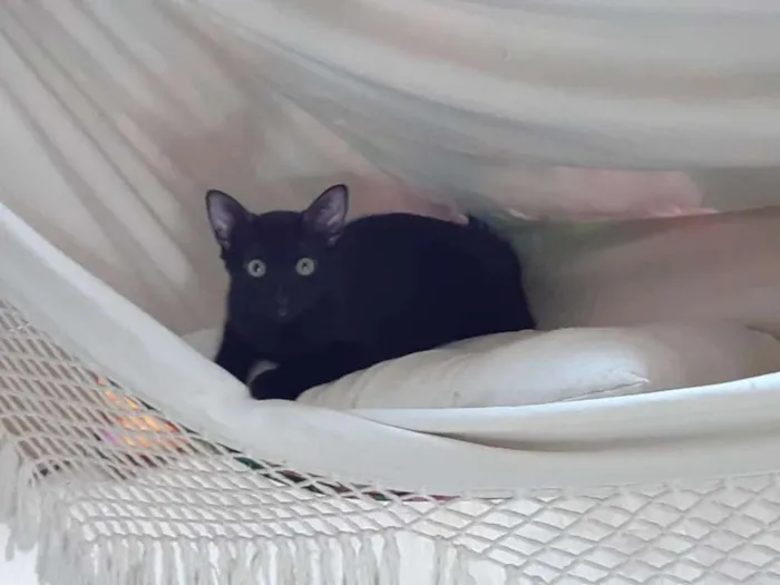 Gato ra a SRD idade 2 a 6 meses nome Gracinha