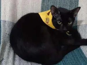 Gato raça SRD idade 2 a 6 meses nome Gracinha
