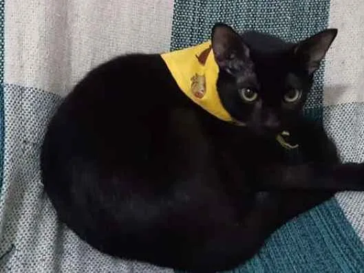 Gato ra a SRD idade 2 a 6 meses nome Gracinha