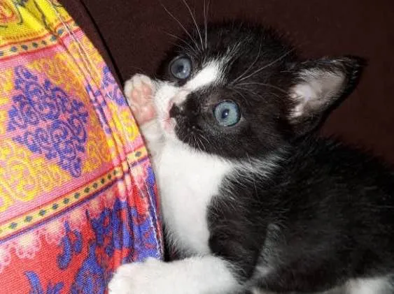 Gato ra a SRD idade Abaixo de 2 meses nome Miguel
