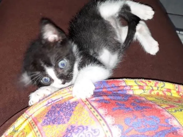 Gato ra a SRD idade Abaixo de 2 meses nome Miguel