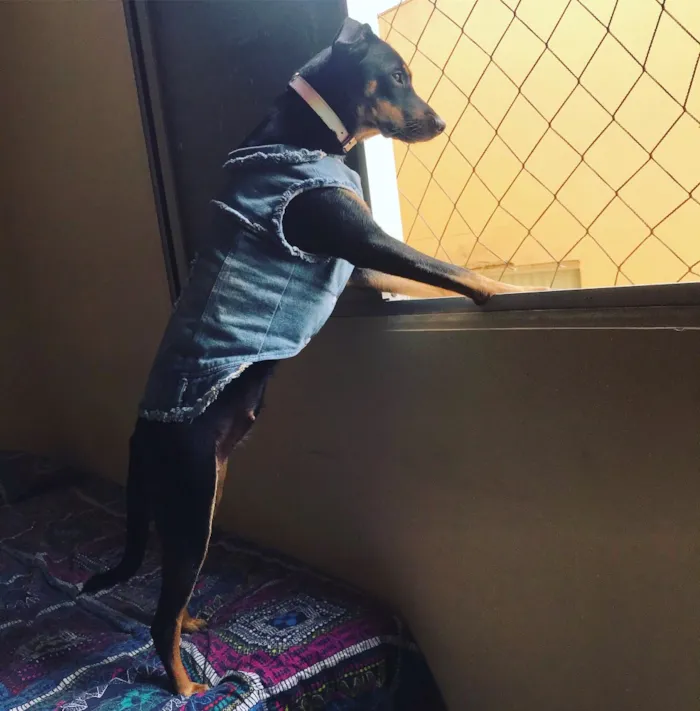 Cachorro raça Sem raça definida  idade 1 ano nome Amora