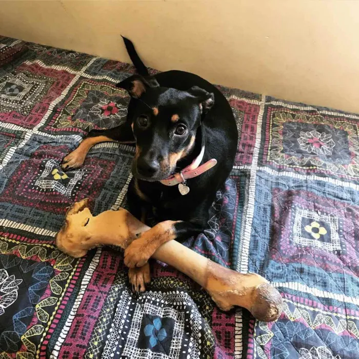 Cachorro raça Sem raça definida  idade 1 ano nome Amora