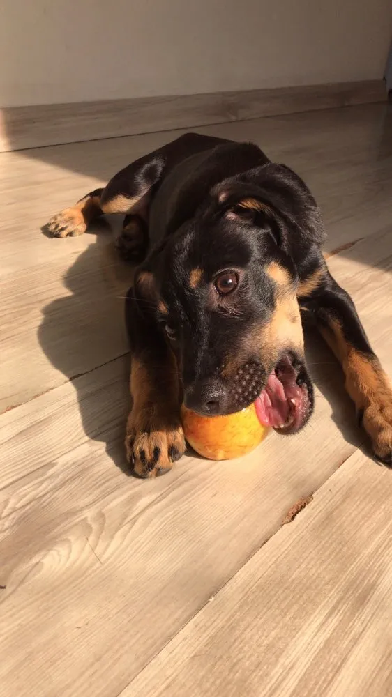 Cachorro raça Sem raça definida  idade 1 ano nome Amora