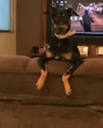 Amora