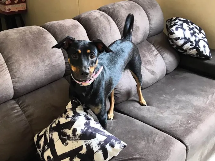 Cachorro raça Sem raça definida  idade 1 ano nome Amora
