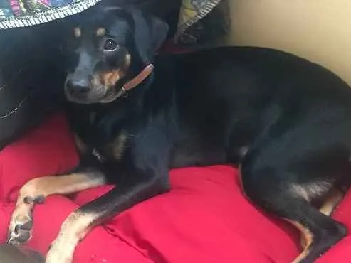 Cachorro raça Sem raça definida  idade 1 ano nome Amora