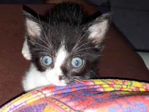 Gato raça SRD idade Abaixo de 2 meses nome Miguel