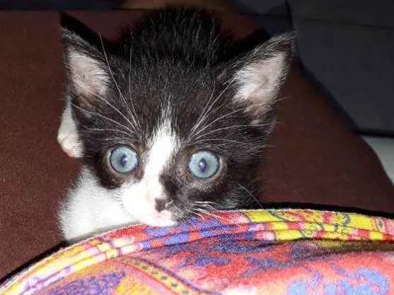 Gato ra a SRD idade Abaixo de 2 meses nome Miguel