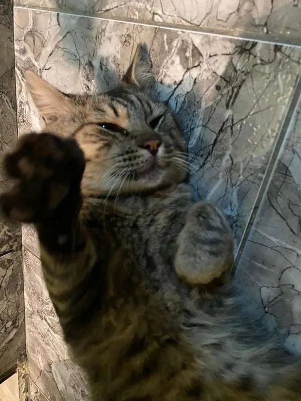 Gato ra a SRD idade 2 anos nome Nino