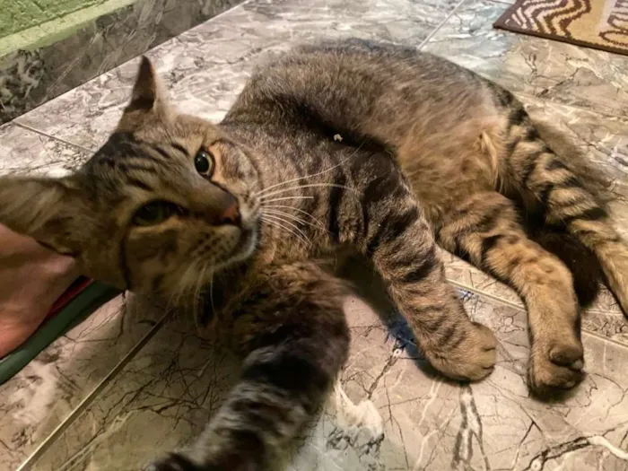 Gato ra a SRD idade 2 anos nome Nino