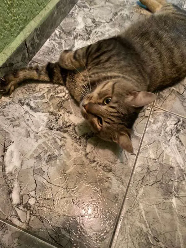 Gato ra a SRD idade 2 anos nome Nino