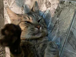 Gato raça SRD idade 2 anos nome Nino