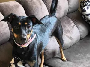 Cachorro raça Sem raça definida  idade 1 ano nome Amora