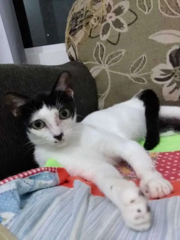Gato raça SRD idade 2 a 6 meses nome Lize