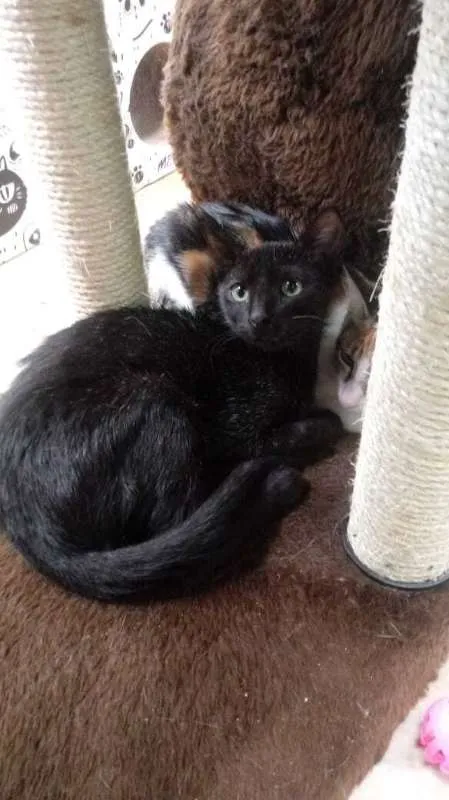 Gato raça SRD idade 2 a 6 meses nome Nescau