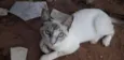 Yuki