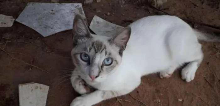 Gato raça SRD idade 1 ano nome Yuki