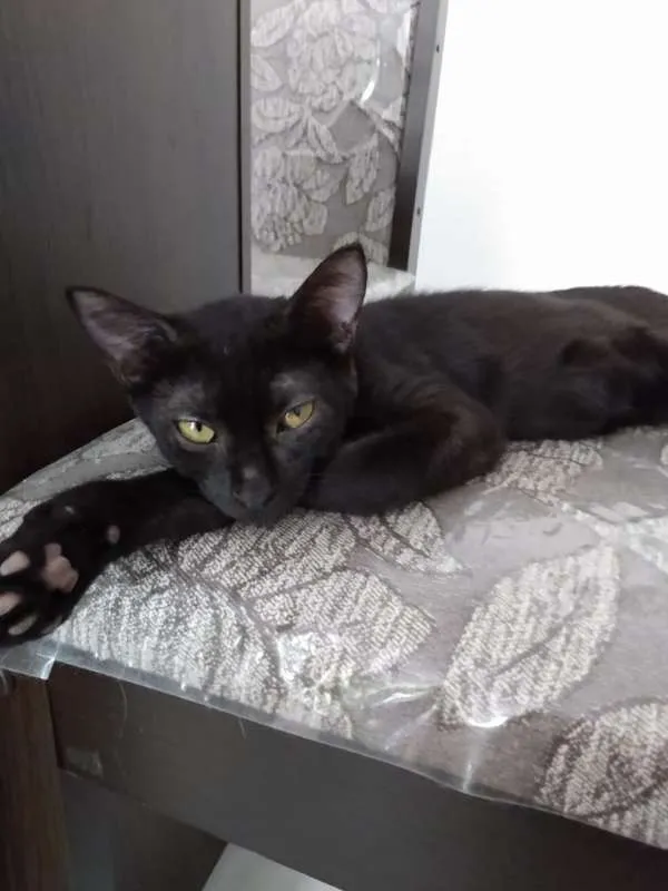Gato raça SRD idade 2 a 6 meses nome Toddy