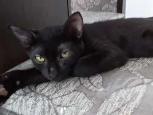 Gato raça SRD idade 2 a 6 meses nome Toddy