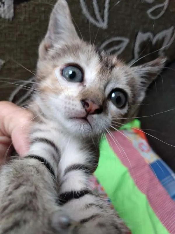Gato raça SRD idade 2 a 6 meses nome Atlantis