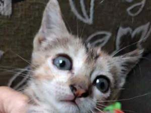Gato raça SRD idade 2 a 6 meses nome Atlantis