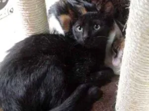Gato raça SRD idade 2 a 6 meses nome Nescau