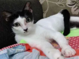 Gato raça SRD idade 2 a 6 meses nome Lize