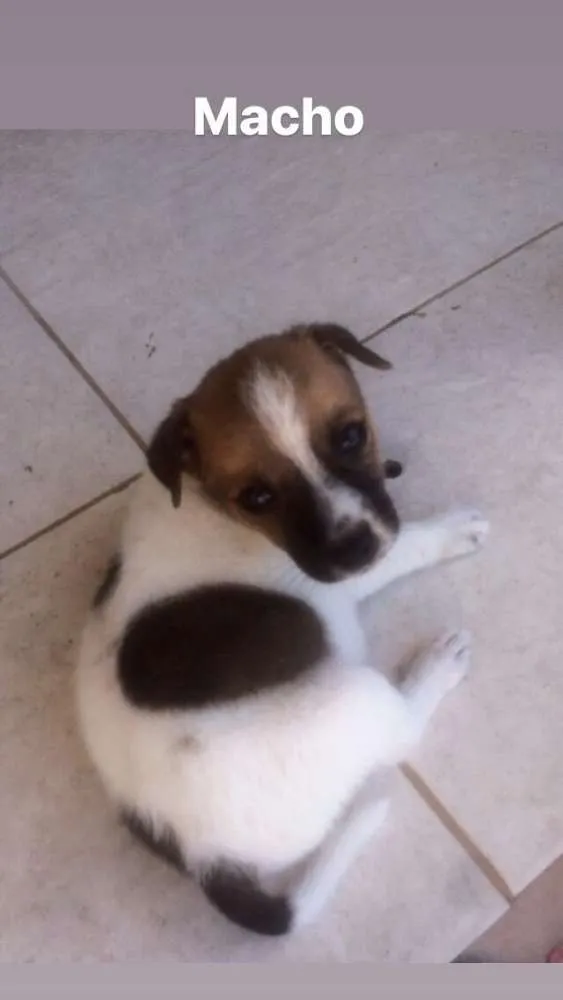 Cachorro raça SRD idade Abaixo de 2 meses nome Filhote Eduarda