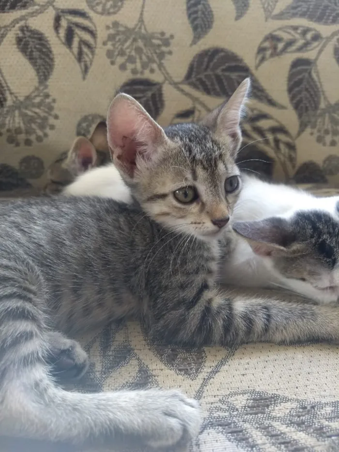 Gato ra a Não sei  idade Abaixo de 2 meses nome Não sei 