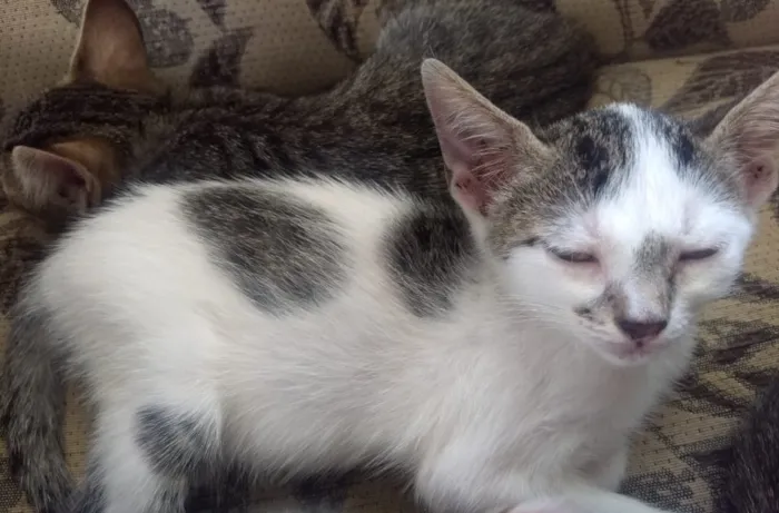Gato ra a Não sei  idade Abaixo de 2 meses nome Não sei 
