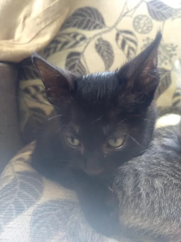Gato ra a Não sei  idade Abaixo de 2 meses nome Não sei 
