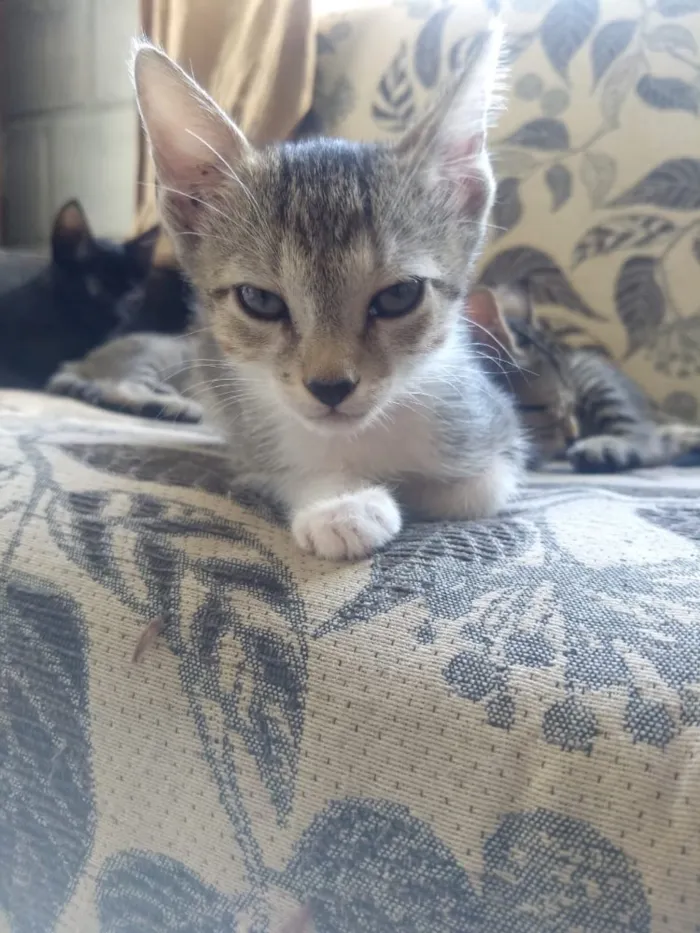 Gato ra a Não sei  idade Abaixo de 2 meses nome Não sei 