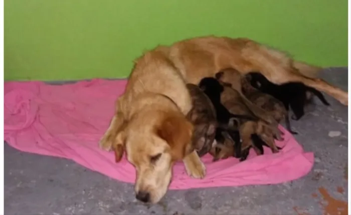 Cachorro ra a Não sei  idade Abaixo de 2 meses nome Não sein