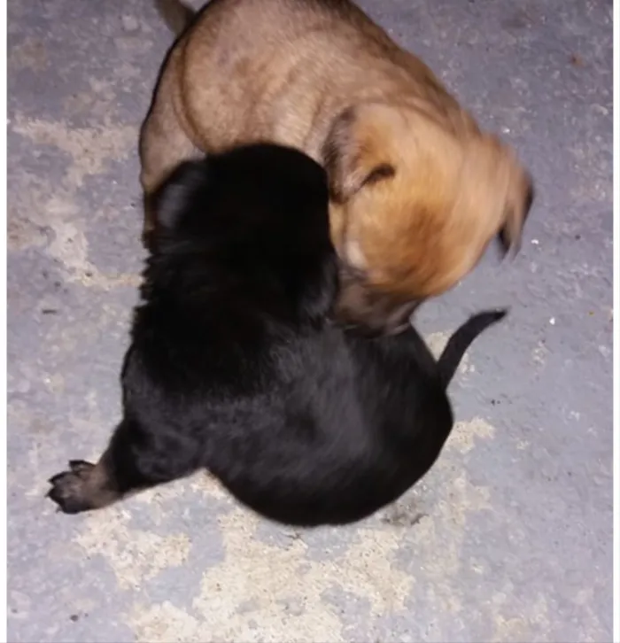 Cachorro ra a Não sei  idade Abaixo de 2 meses nome Não sein