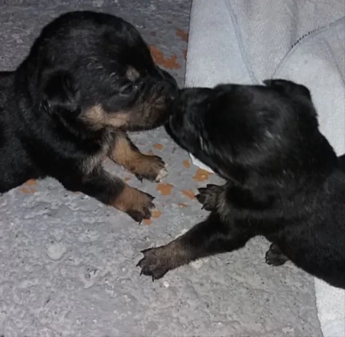 Cachorro ra a Não sei  idade Abaixo de 2 meses nome Não sein