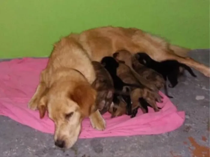 Cachorro ra a Não sei  idade Abaixo de 2 meses nome Não sein