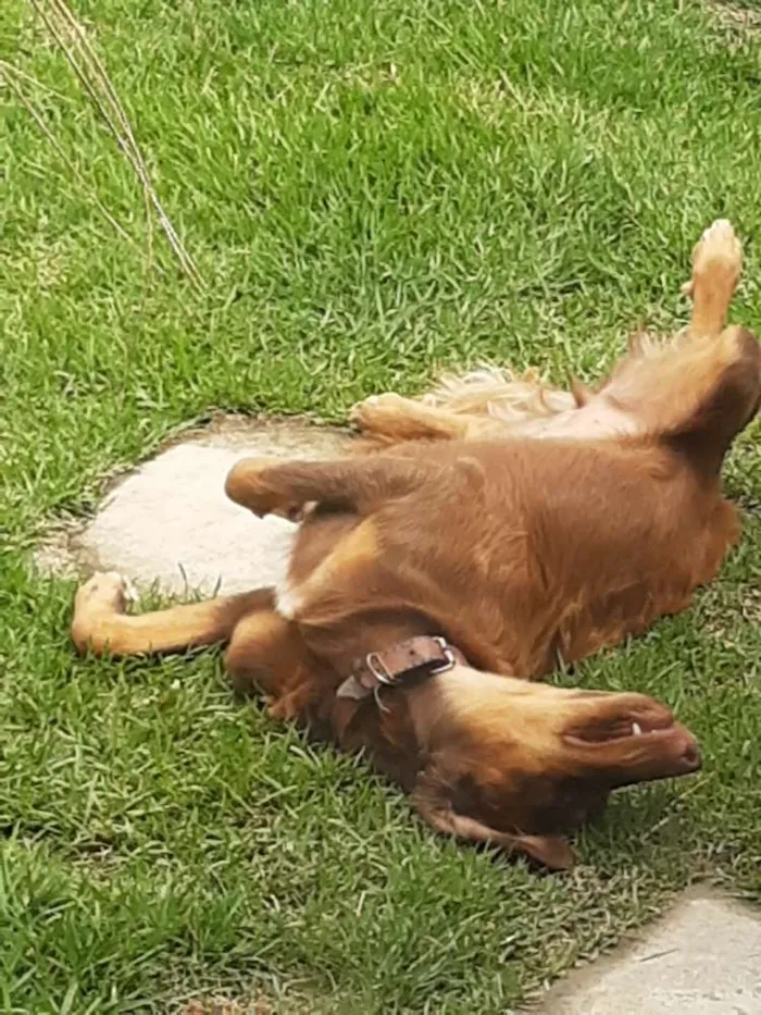 Cachorro ra a Golden Retriver com vira lata idade 1 ano nome Não sei