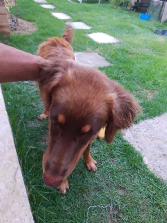 Cachorro ra a Golden Retriver com vira lata idade 1 ano nome Não sei