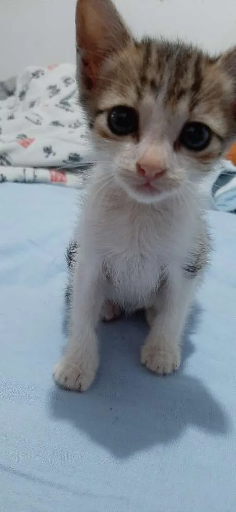 Gato ra a Nao tem idade Abaixo de 2 meses nome Sem nome