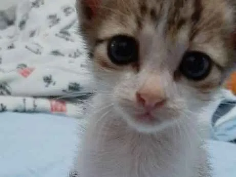 Gato ra a Nao tem idade Abaixo de 2 meses nome Sem nome