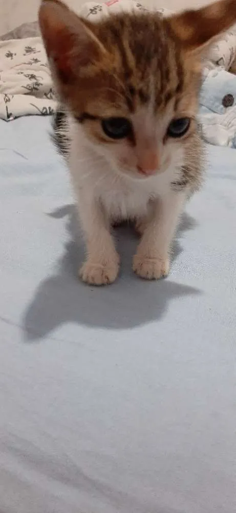 Gato ra a Nao tem idade Abaixo de 2 meses nome Sem nome