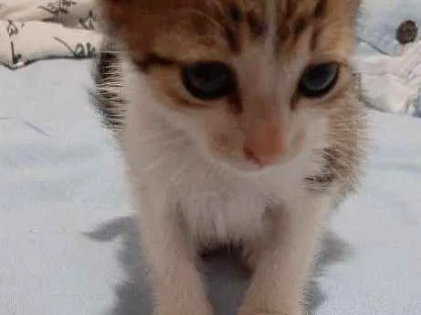 Gato ra a Nao tem idade Abaixo de 2 meses nome Sem nome